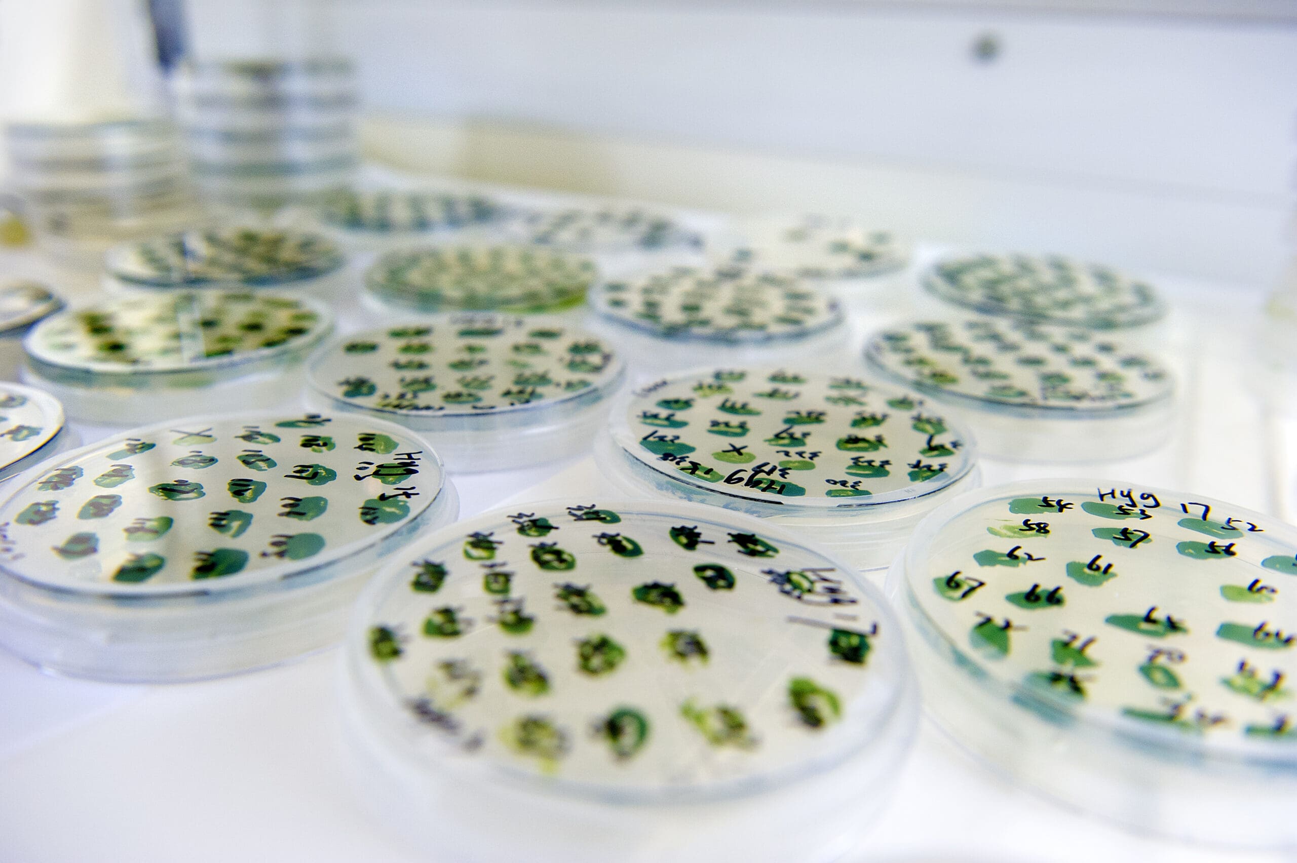Algae Bioprocesses Platform | Pilots4U